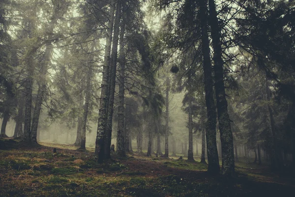 Nebliger dunkler Bergwald — Stockfoto