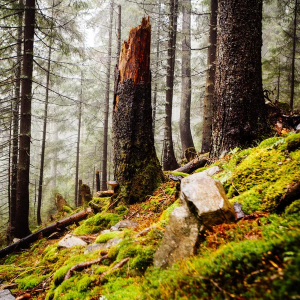 Nebliger dunkler Bergwald — Stockfoto