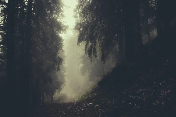 Nebliger dunkler Bergwald — Stockfoto