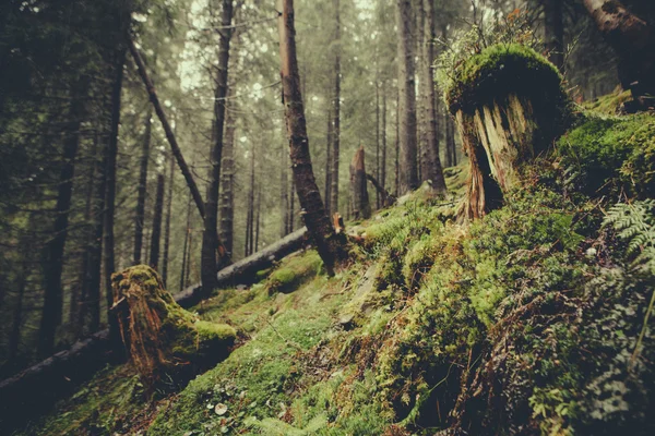 Foresta oscura di montagna appannata — Foto Stock