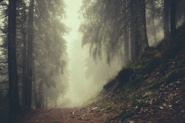 Bosque de montaña oscuro brumoso —  Fotos de Stock