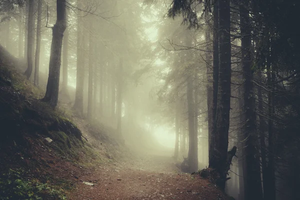 Bosque de montaña oscuro brumoso —  Fotos de Stock