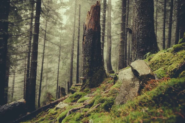 Vintage mountain foggy  forest — Stock Photo, Image