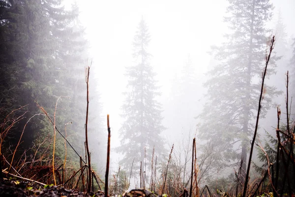 Forêt brumeuse de montagne vintage — Photo