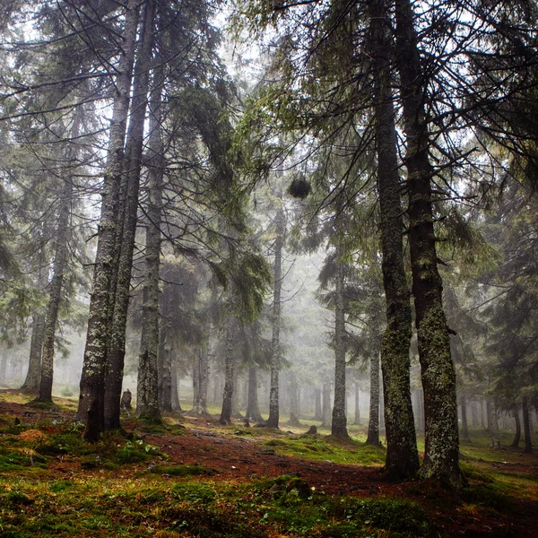 Vintage mountain foggy  forest — Stock Photo, Image