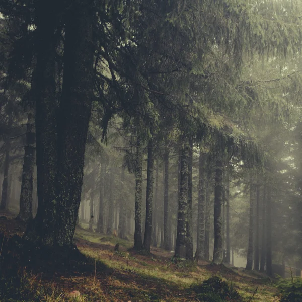 Vintage mountain foggy  forest — Stock Photo, Image