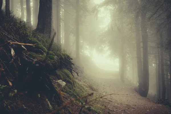 Vintage berg dimmig skog — Stockfoto