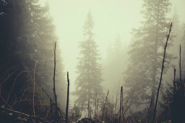 Vintage berg dimmig skog — Stockfoto
