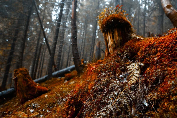 Mossy undergrowth in dark mountain forest — Stock Photo, Image