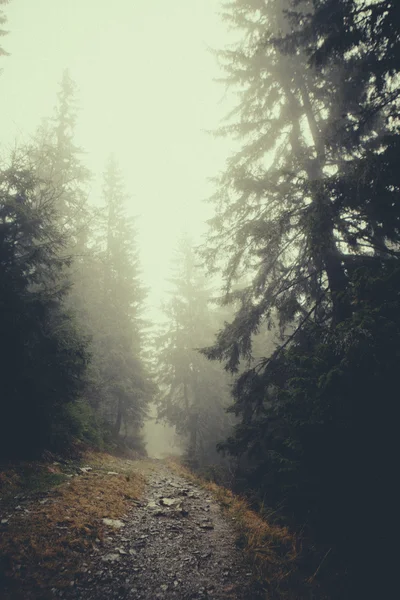 Bosque brumoso de montaña vintage — Foto de Stock