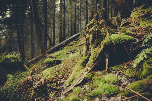 Mossy undergrowth in dark mountain forest — Stock Photo, Image