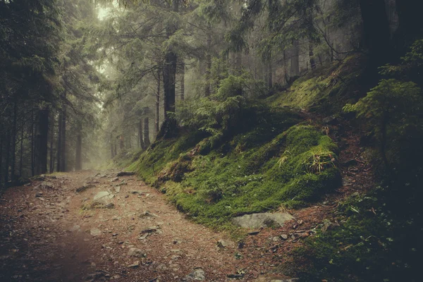 Bosque brumoso de montaña vintage —  Fotos de Stock