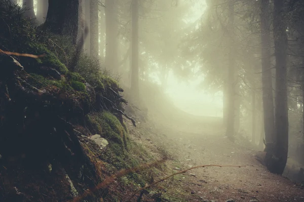 Foresta nebbiosa di montagna vintage — Foto Stock