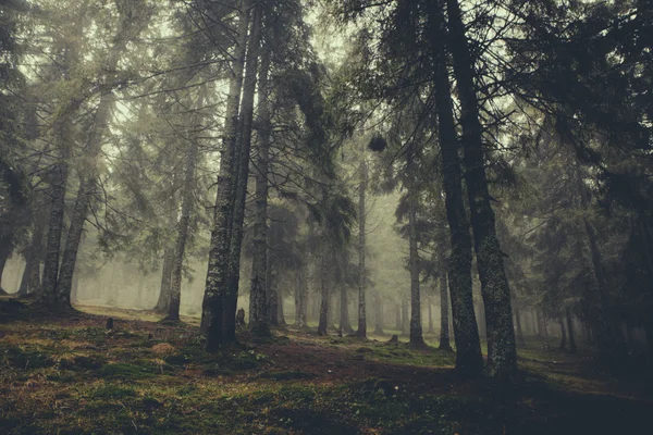 Vintage berg dimmig skog — Stockfoto