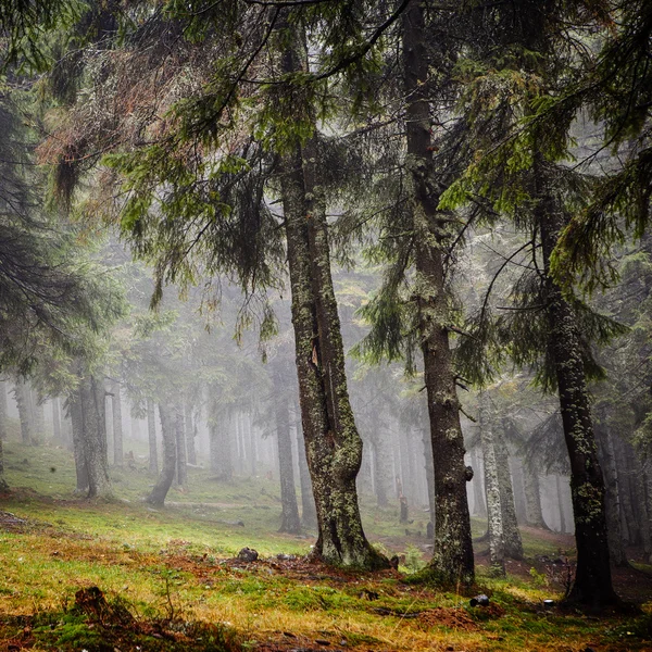 Bosque brumoso de montaña vintage — Foto de Stock