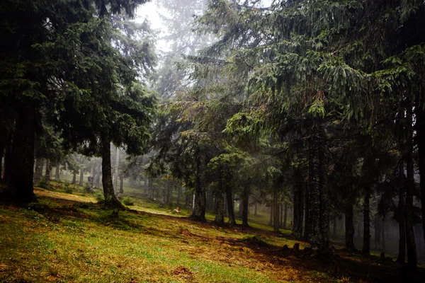 Vintage dağ sisli orman — Stok fotoğraf