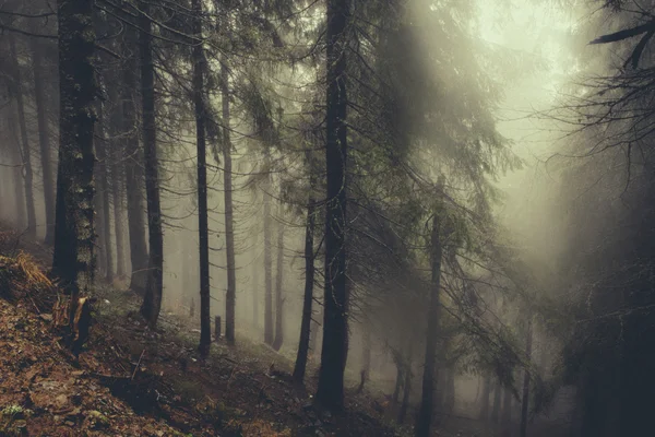 Vintage berg dimmig skog — Stockfoto