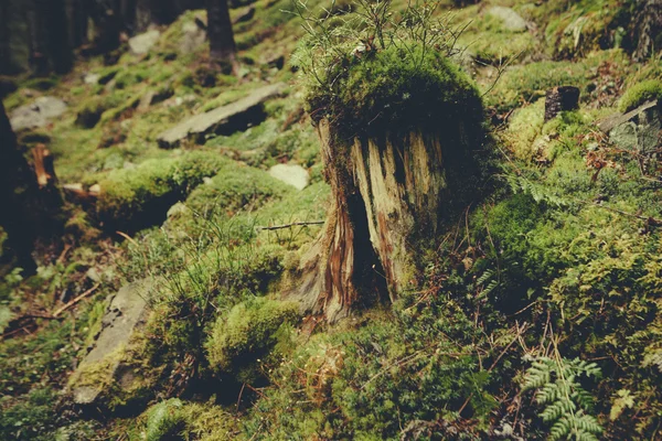 Mossy undergrowth in dark mountain forest — Stock Photo, Image