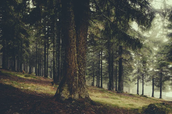 Foresta nebbiosa di montagna vintage — Foto Stock