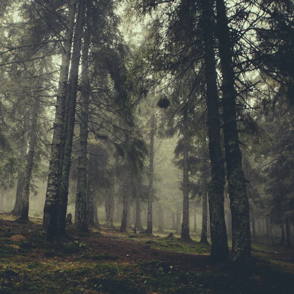 Vintage mountain foggy  forest — Stock Photo, Image