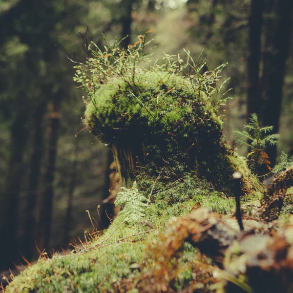 Vintage mountain foggy  forest — Stock Photo, Image