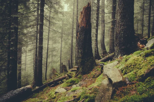 Винтажный туманный лес — стоковое фото