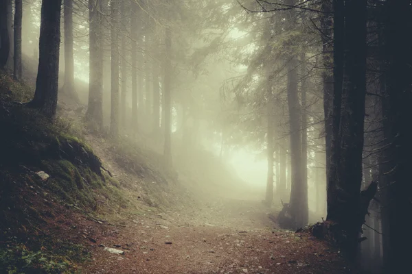 Bosque brumoso de montaña vintage —  Fotos de Stock