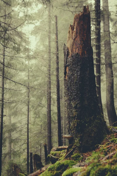 Foresta nebbiosa di montagna vintage — Foto Stock