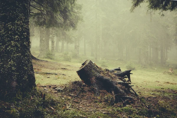 Vintage berg dimmig skog — Stockfoto