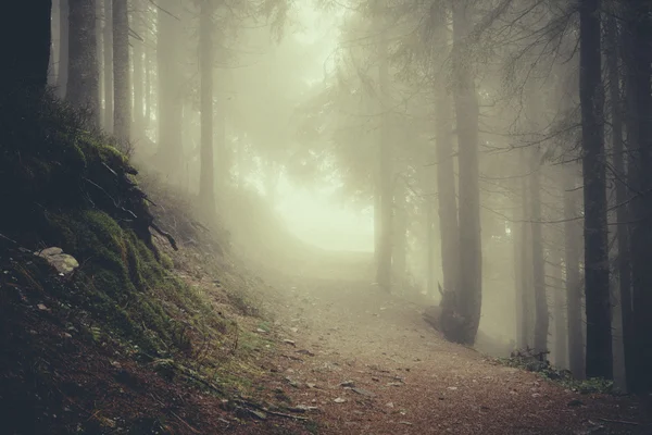 Vintage berg dimmig skog bakgrund — Stockfoto