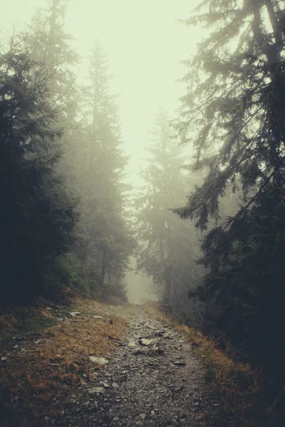 Vintage berg dimmig skog bakgrund — Stockfoto