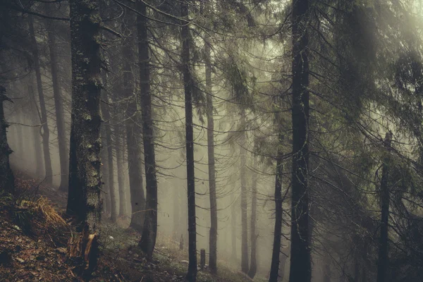 Vintage montagna nebbioso foresta sfondo — Foto Stock