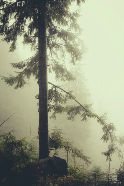 Vintage montaña niebla bosque fondo —  Fotos de Stock