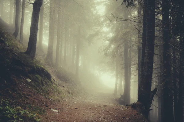 Vintage berg dimmig skog bakgrund — Stockfoto