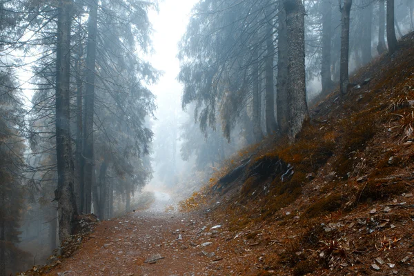 Vintage hegyi ködös erdő háttér — Stock Fotó