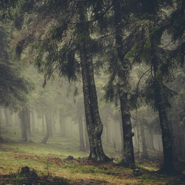 Vintage berg mistige bos achtergrond — Stockfoto