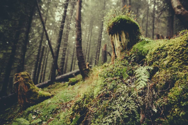 Vintage montaña niebla bosque fondo — Foto de Stock