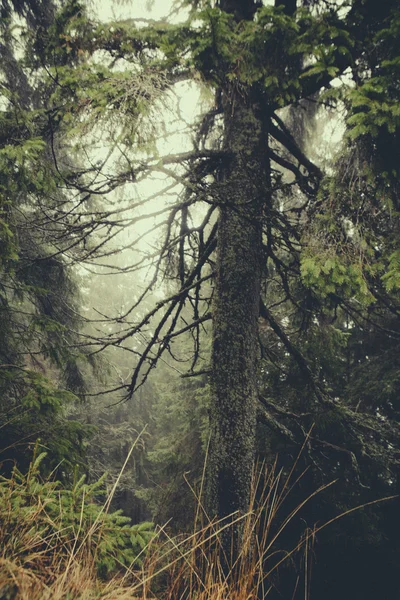 빈티지 산 안개 숲 배경 — 스톡 사진