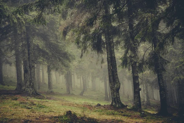 빈티지 산 안개 숲 배경 — 스톡 사진