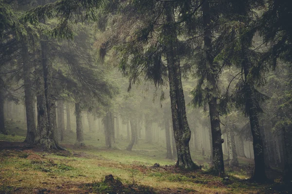 Vintage berg dimmig skog bakgrund — Stockfoto