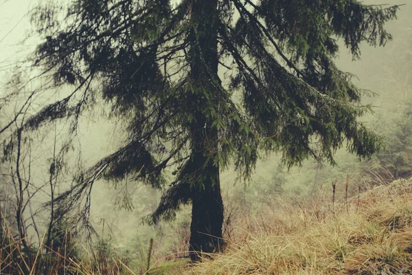Vintage montanha nevoeiro floresta fundo — Fotografia de Stock