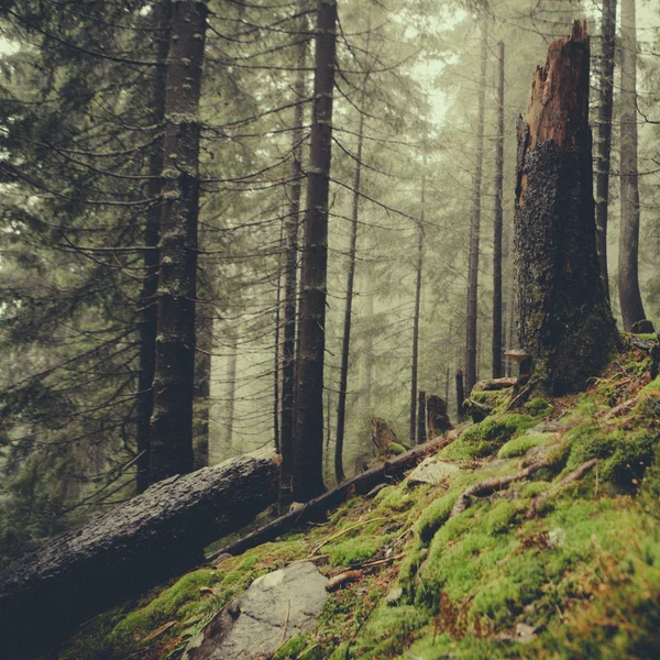 Vintage montanha nevoeiro floresta fundo — Fotografia de Stock