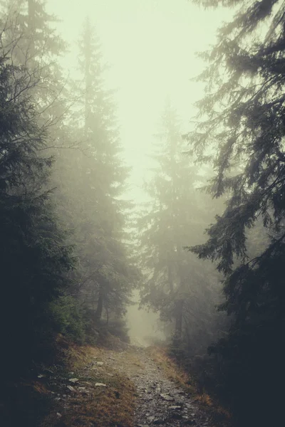 Vintage berg dimmig skog bakgrund — Stockfoto