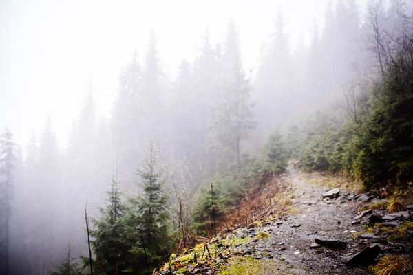 Винтажные горные туманные леса — стоковое фото