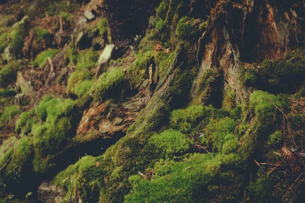 Subsolo musgoso na floresta de montanha escura — Fotografia de Stock