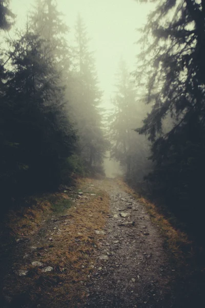 Vintage mountain foggy  forest background — Stock Photo, Image