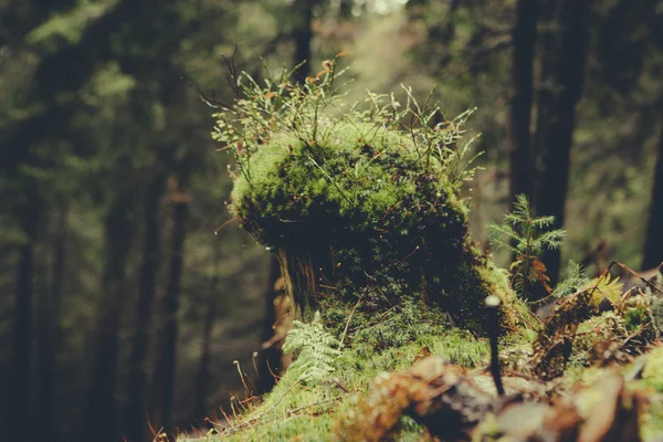 Mglisty las górski rocznik — Zdjęcie stockowe