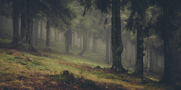 Vintage horských mlžného lesa pozadí — Stock fotografie