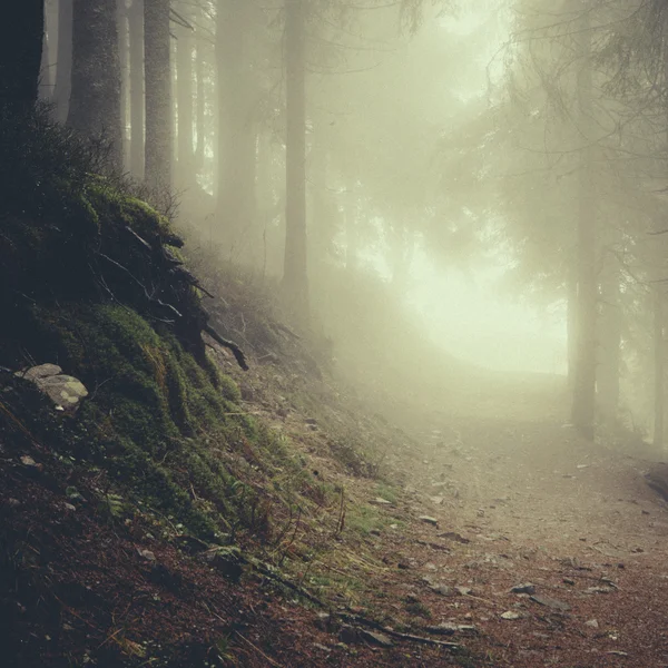 Vintage berg dimmig skog bakgrund — Stockfoto