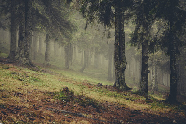 Vintage foggy forest background